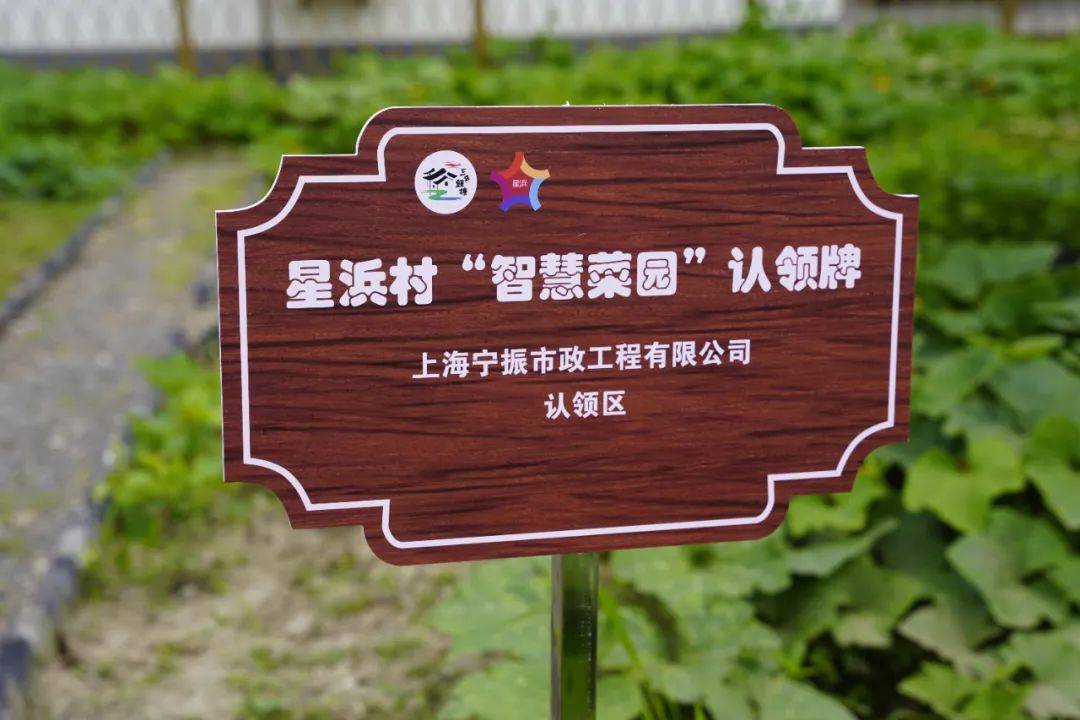 "沉睡资源"→"智慧菜园",练塘这个村这么做!_乡村_建设_村民