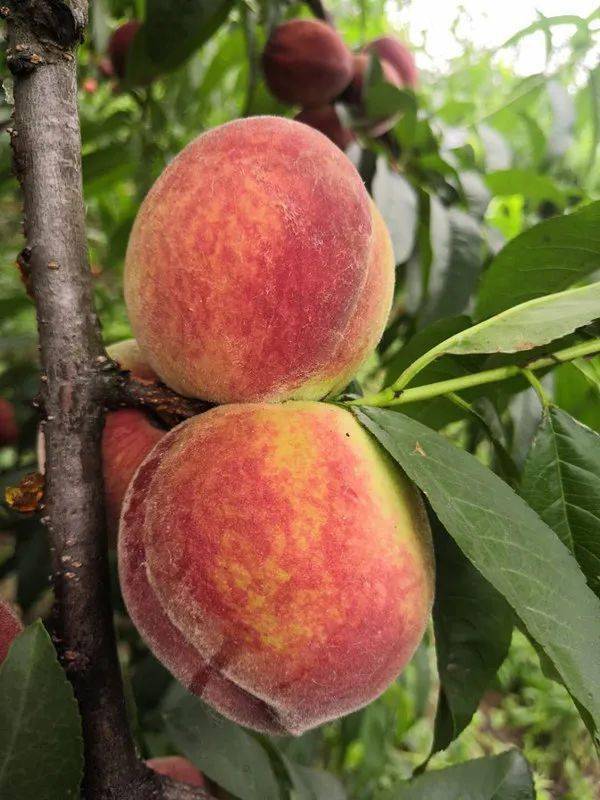 打造"梦里水乡 花果龙井" 信阳市平桥区龙井乡五月鲜桃采摘节开幕