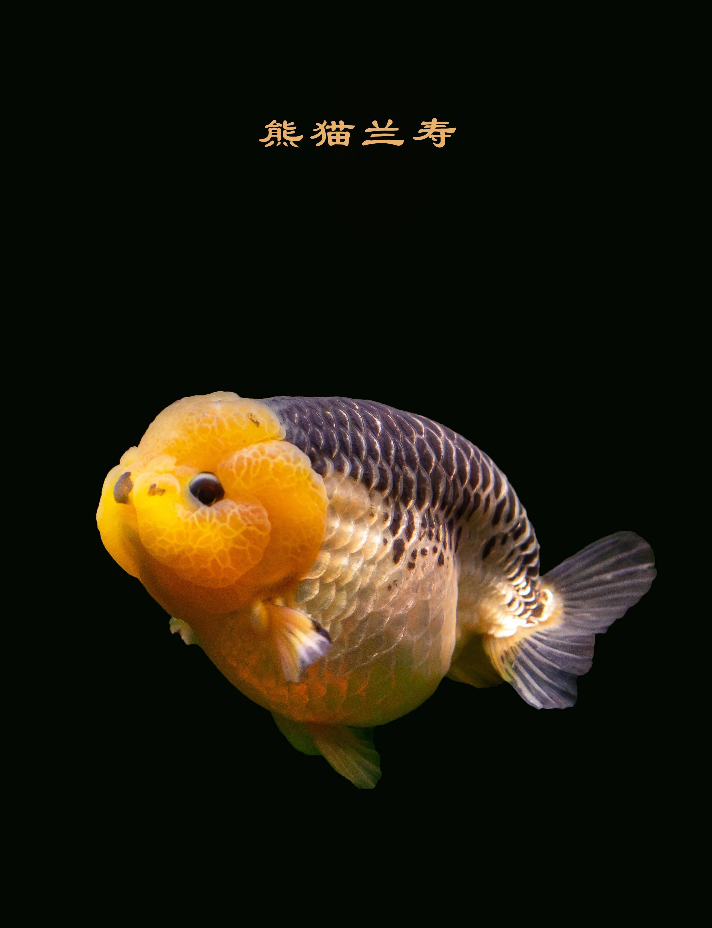 当金鱼游进篆刻的世界,第八届海峡两岸篆刻大赛征稿启动啦!
