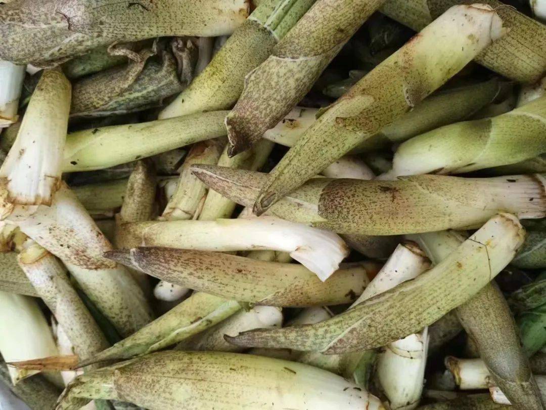 怒江竹叶菜:野菜界最高冷的"仔"_公众_微信_世界