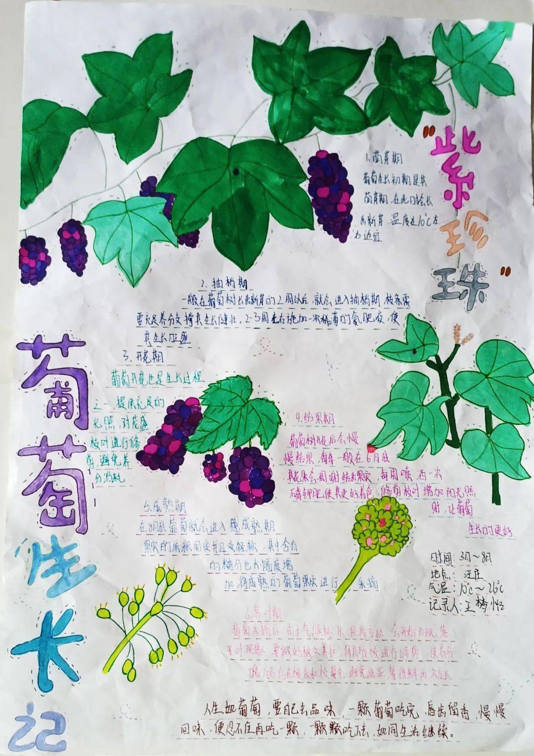 作品名称:《紫珍珠——葡萄生长记》作者:王梦怡学校:沭阳县沂涛初级