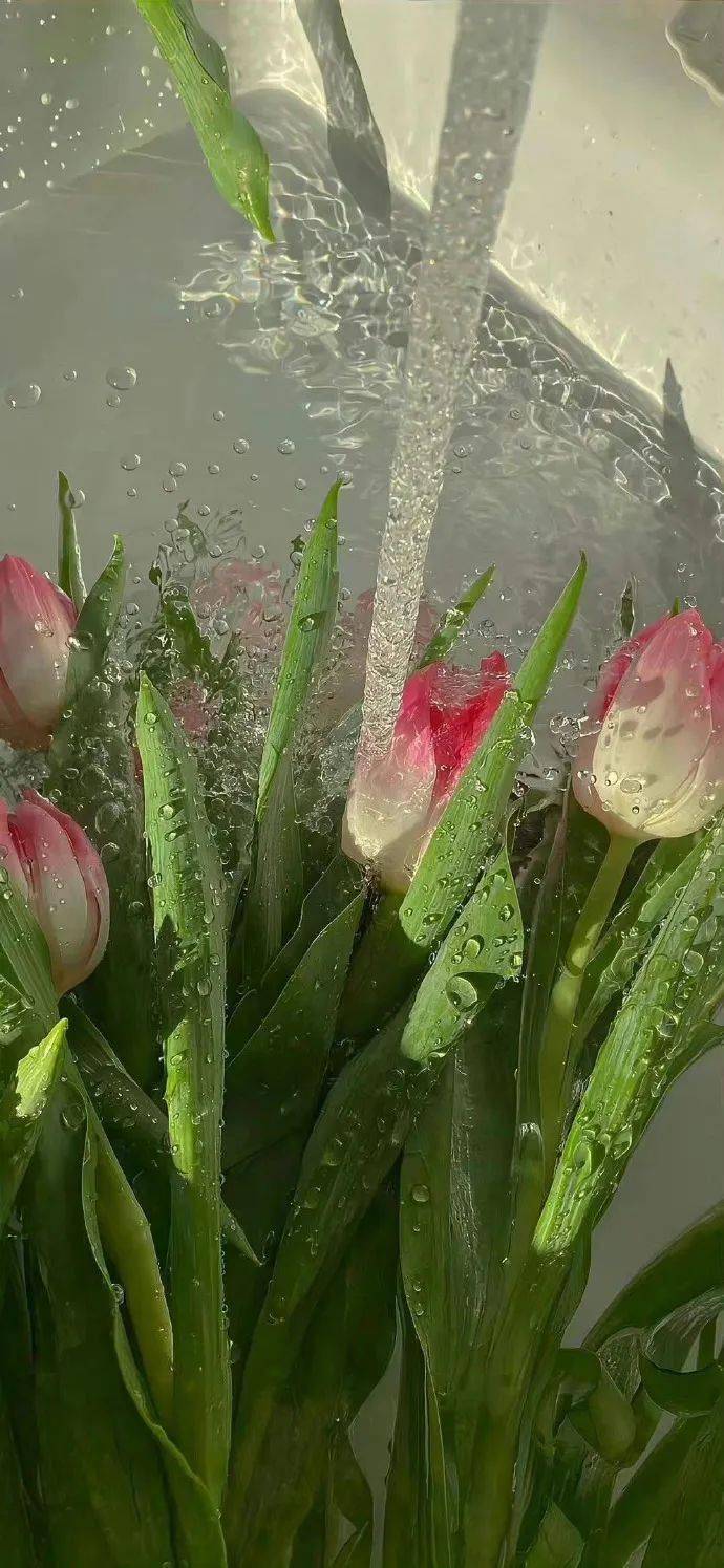 壁纸| 向你发射一组绿色护眼壁纸676767676767 6767