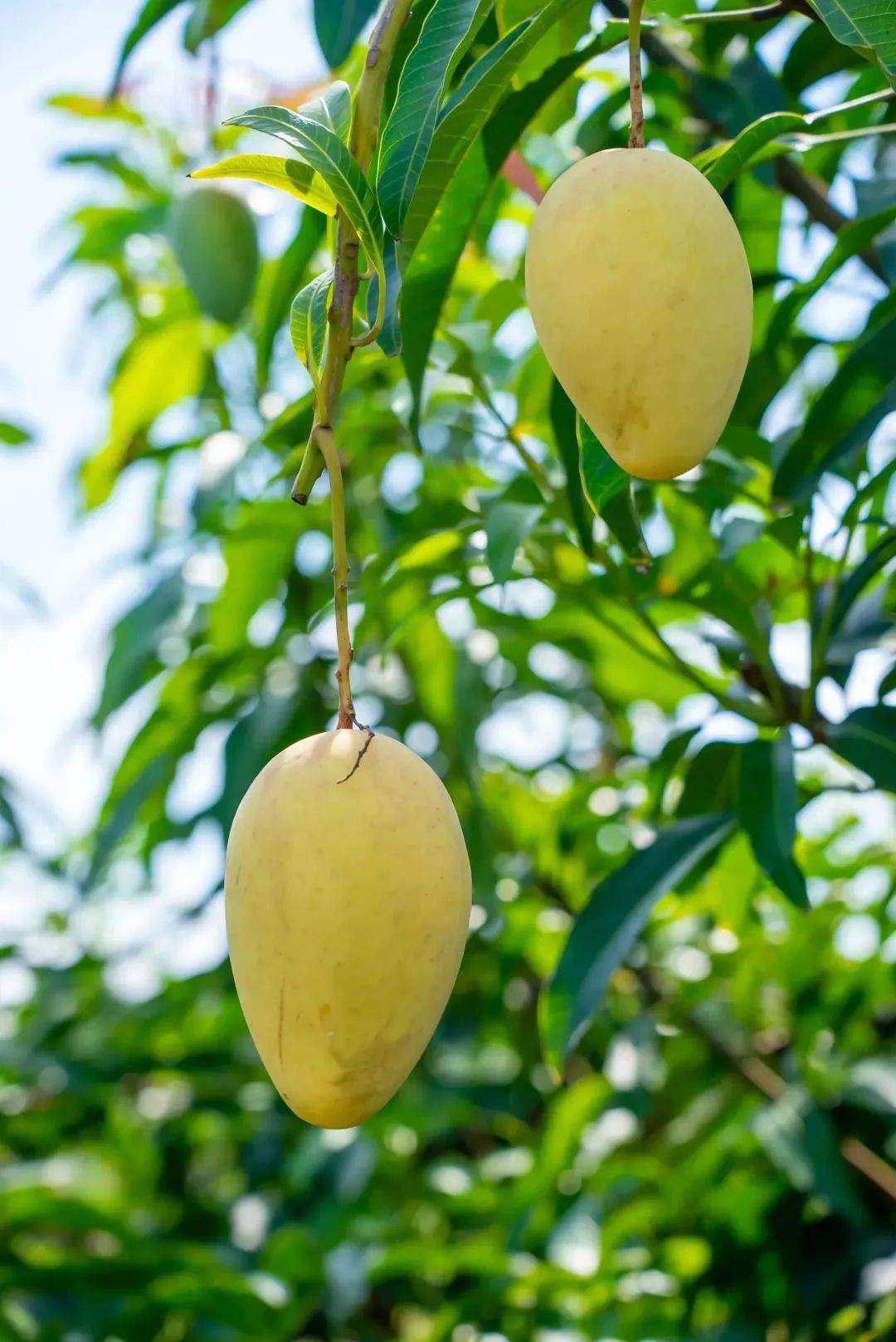 芒果之乡昌江芒果# 001.