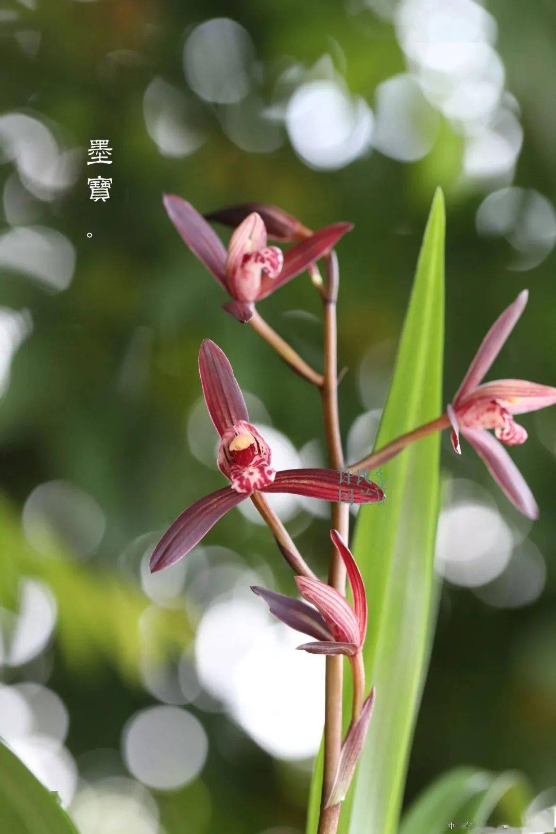 建兰|墨宝(欣赏篇)_本站_观点_兰友