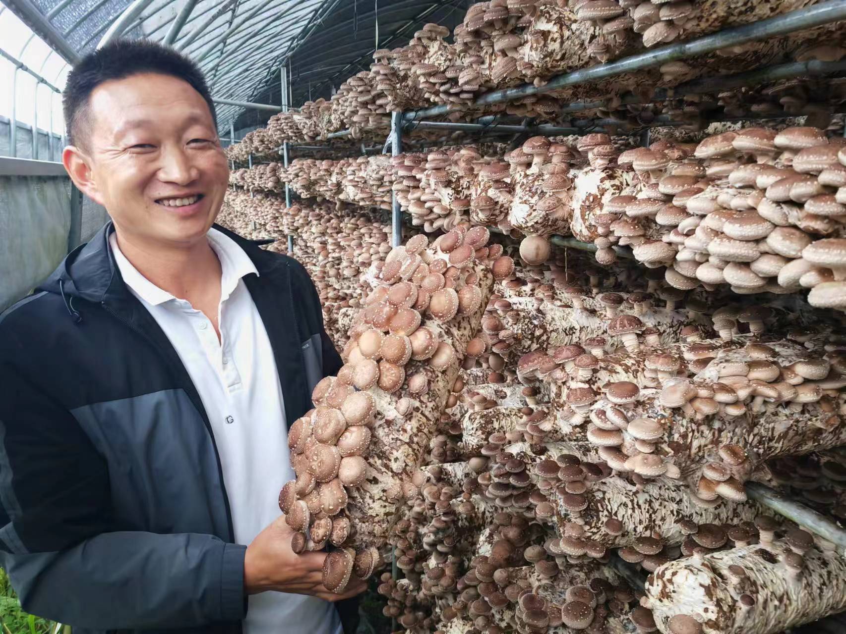 王飞飞说,基地香菇品种分别是"德海6号,10号,1号",十分高产,菇农自己