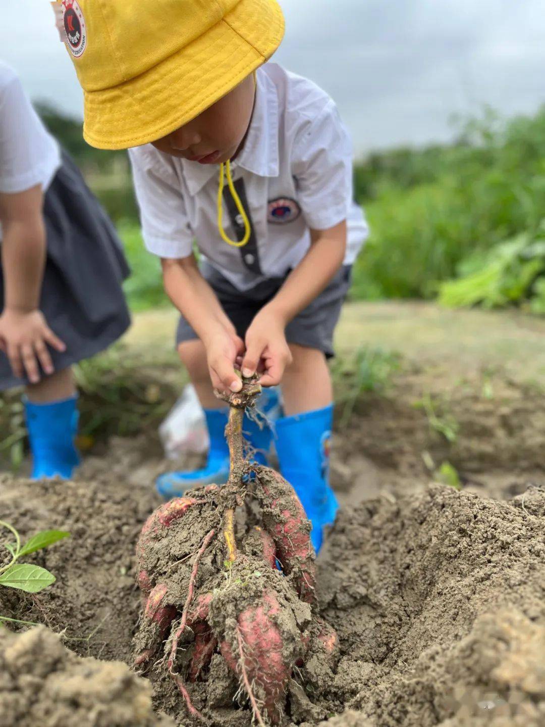 【年华动态】亲近自然 薯不胜数——记星海年华幼儿园中二班挖红薯