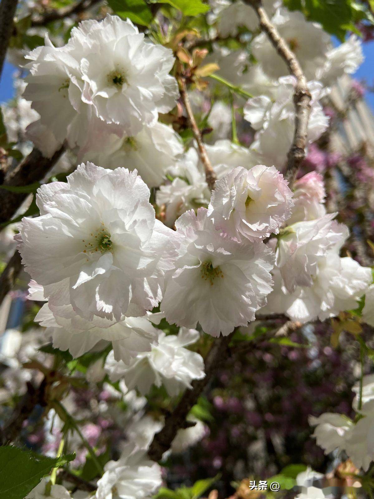 白雪樱花品种介绍图片