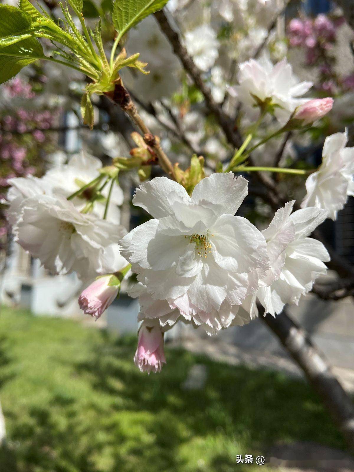 沈阳:胜似白雪白樱花,就是气势还单薄_白色_花瓣_粉色