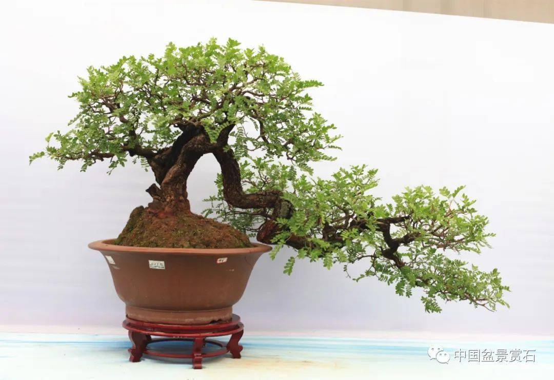 第十届云南省盆景展评选结果已出炉!_cm_规格_清香
