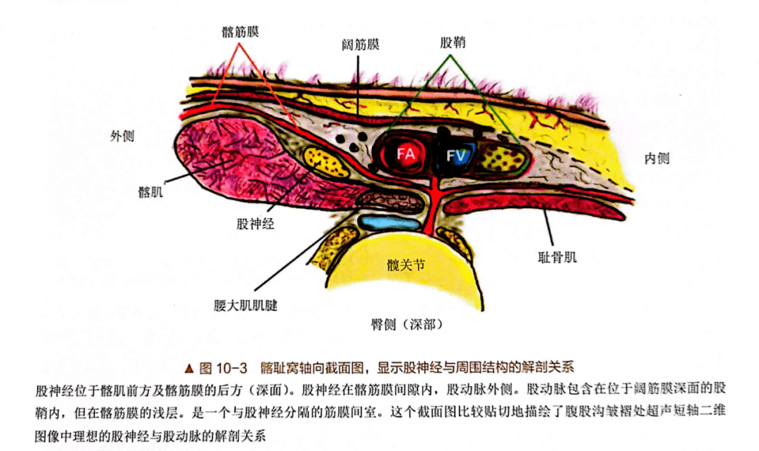 经典的股神经解剖——玩转神经阻滞必备_三角_髋关节_血管