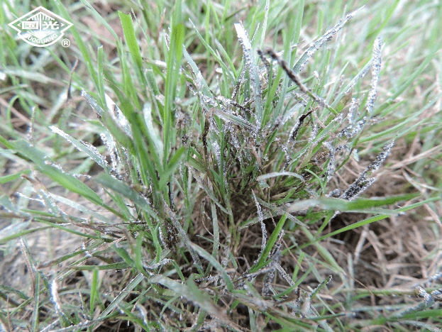 草坪夏季常见病害识别与防治