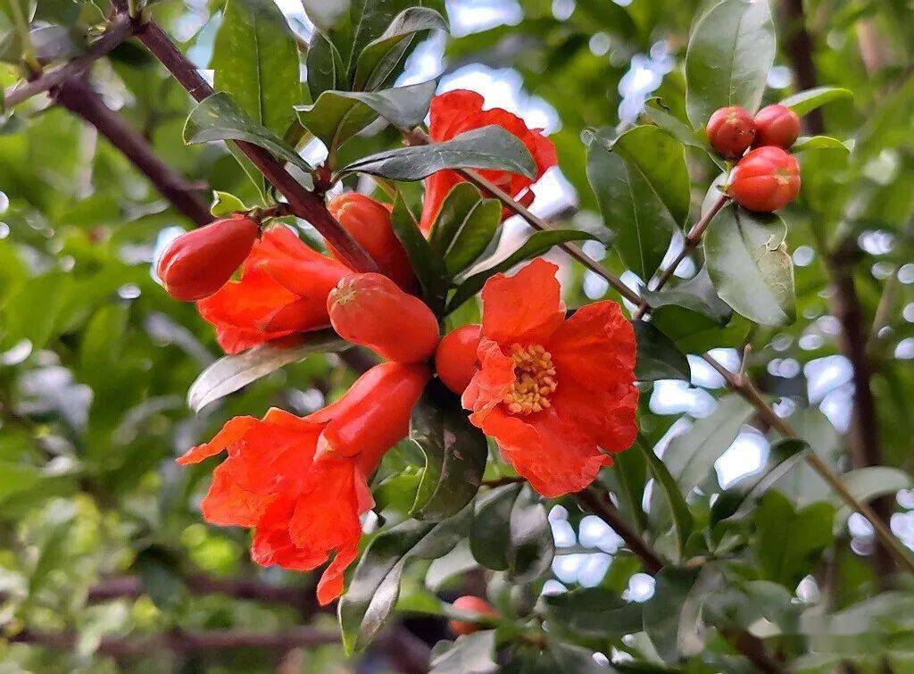 这就是榴月石榴之月 榴花之月其中有一个名字特别