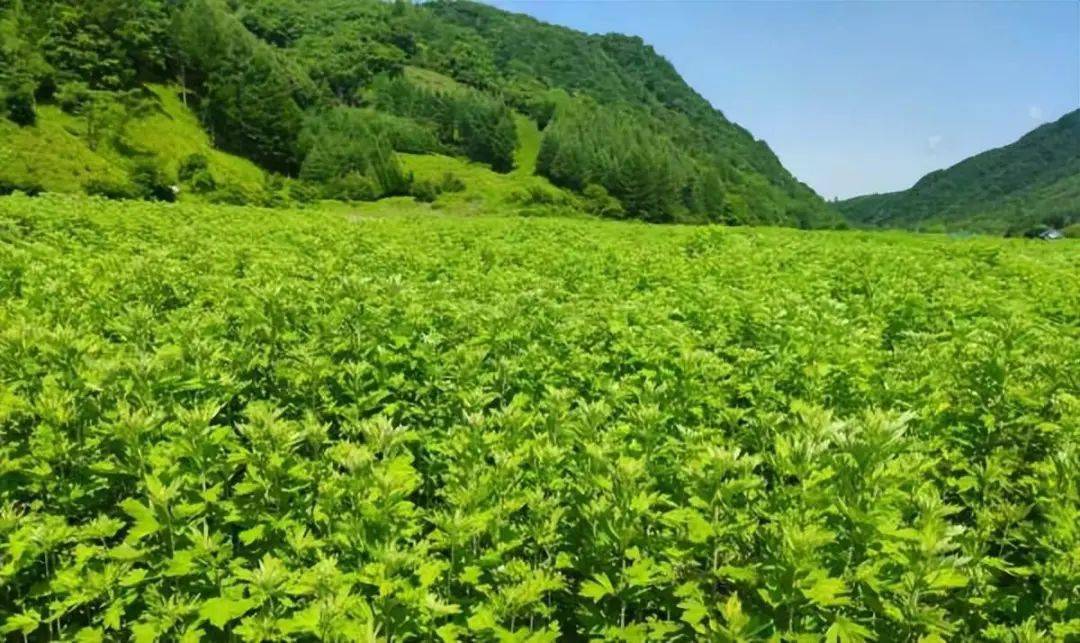 6月19日,走进集安市台上镇双岔村的艾草种植基地,阳光下的艾草田一望