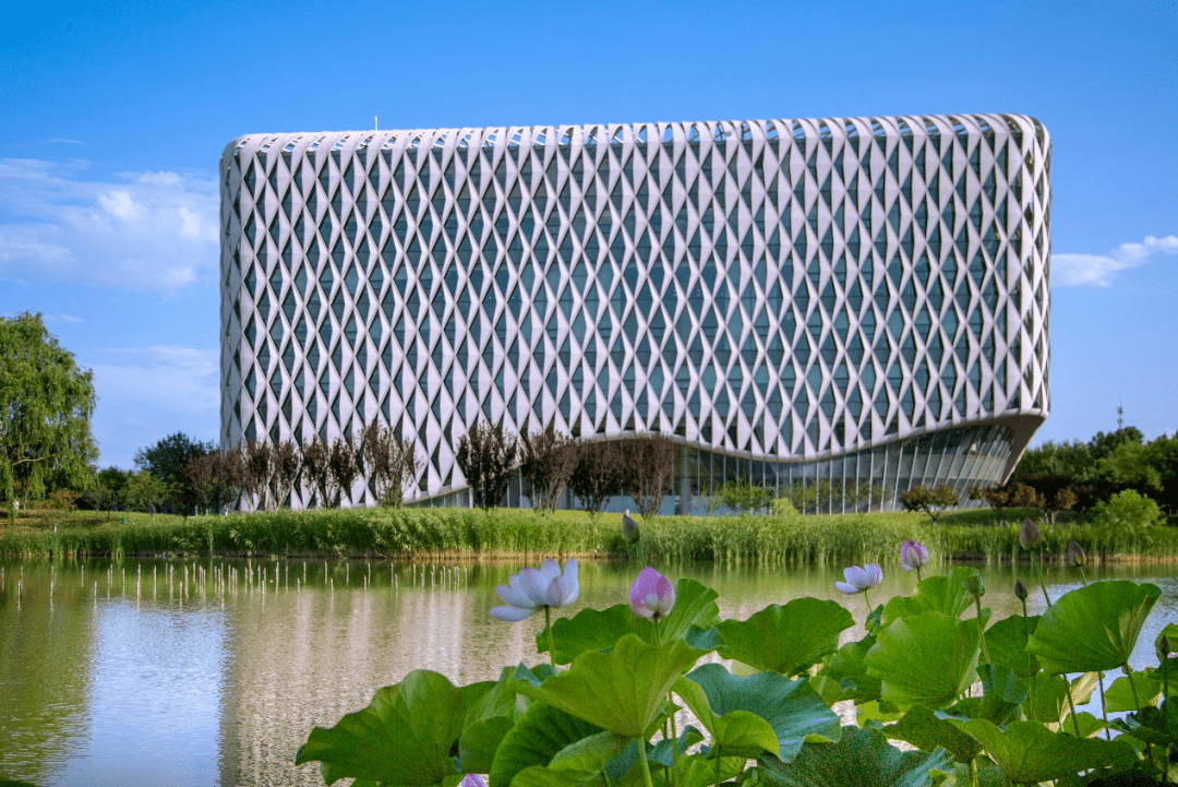 夏日荷花,"粽"有所爱,在明湖畔,在北建大_安康_佳节_江米