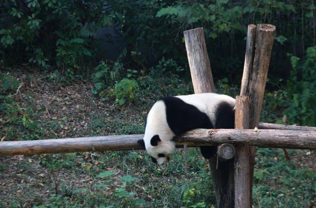 去看大熊貓!南京國寶檔案來啦,攻略請查收!_動物園_清湖_地鐵