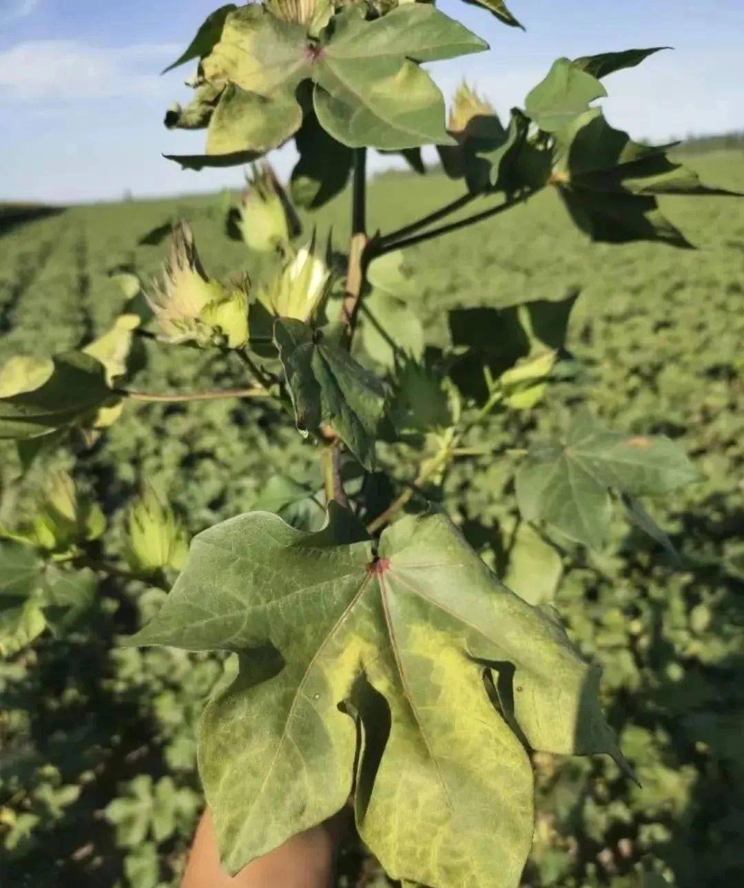 【棉花种植】了解棉花枯黄萎病发生规律以及预防措施!_发病_病害_症状