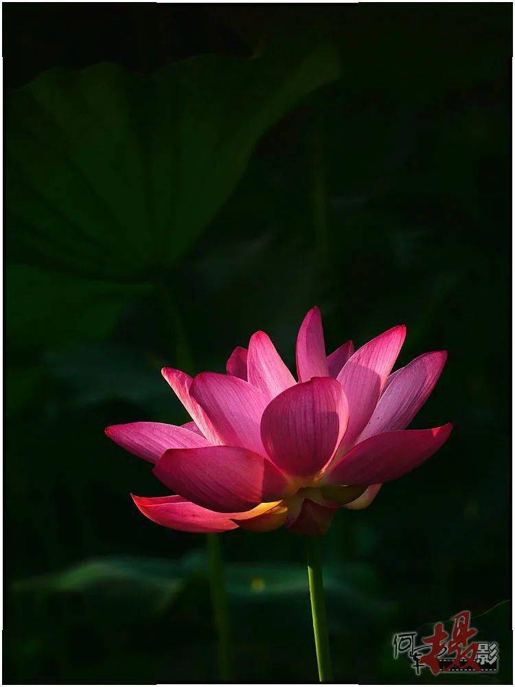 高温连连 莲花艳艳_荷花_住家_因为