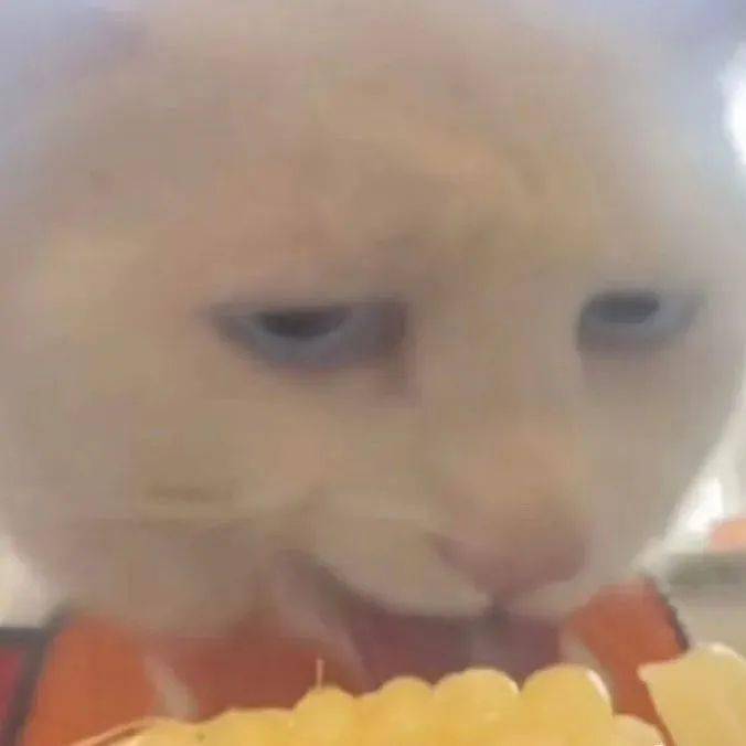 猥琐小猫吃玉米表情包