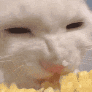 猥琐小猫吃玉米表情包