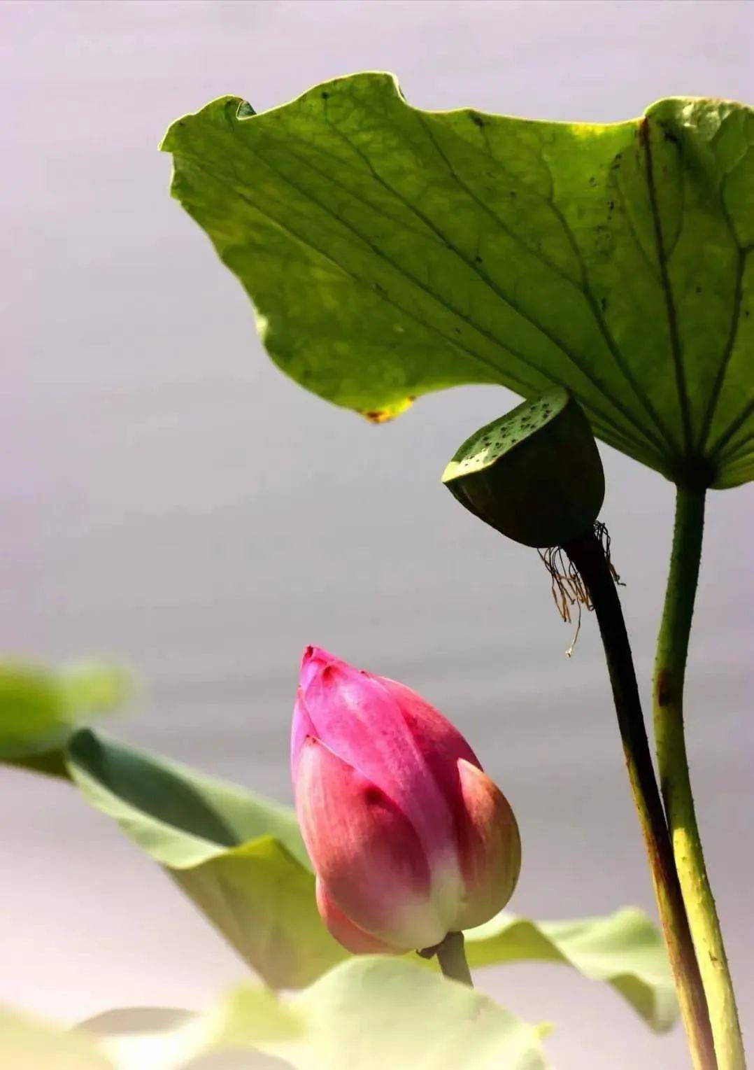 空氣中瀰漫著荷花的陣陣清香, 坐在微風習習的小船裡,觀賞著護城河的