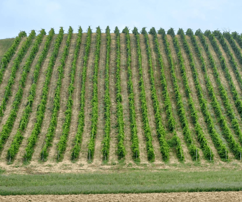 但是顺坡垄犹如一条条水渠,每逢暴雨来临,地表径流汇集于垄沟内并顺垄