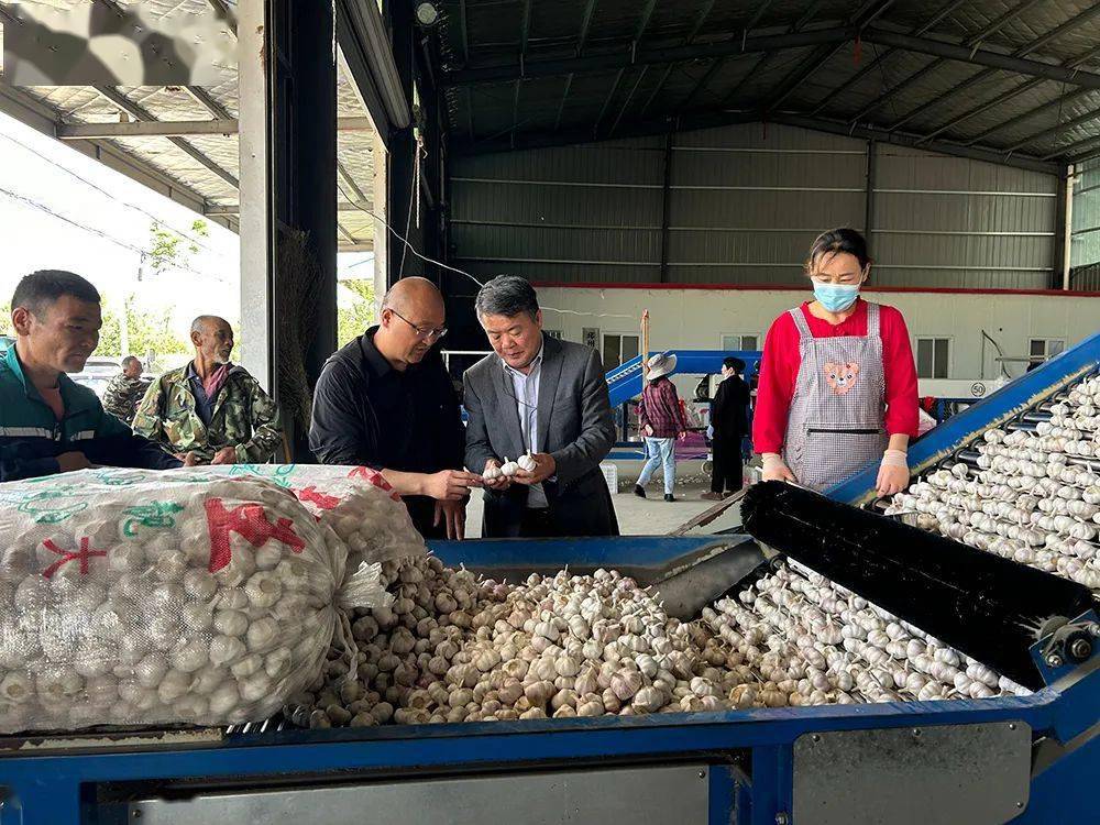 邳州63个农业重大项目加速推进!_建设_大蒜_碾庄镇