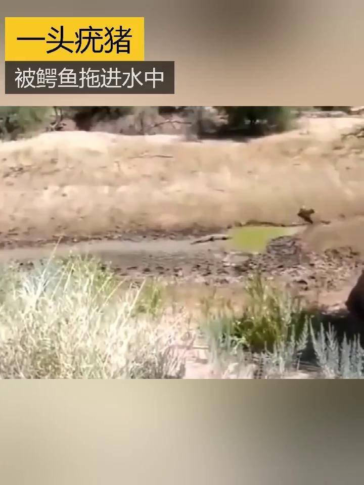 一头疣猪被鄂鱼拖进水中动物世界