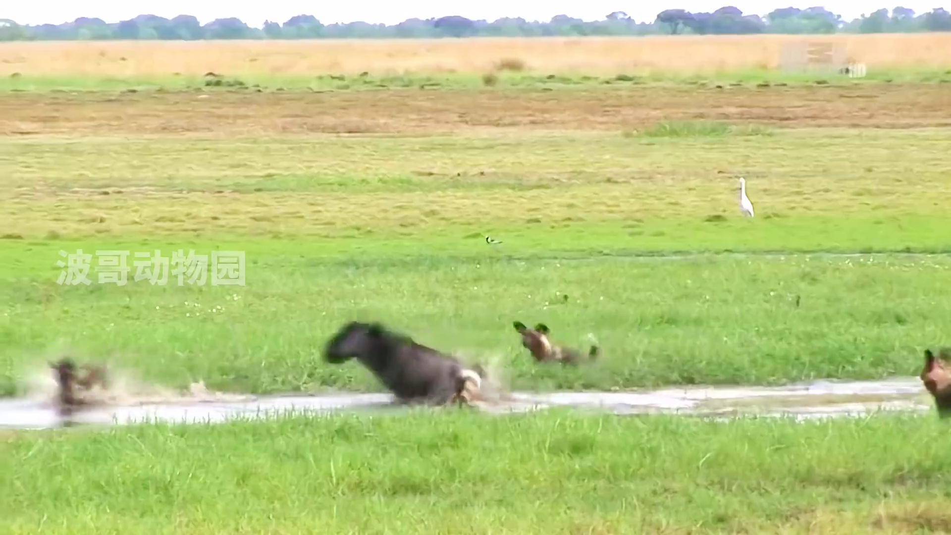 非洲野狗的捕猎成功率高达75!