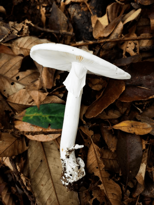 较大级别环⒐参郎录,为云浮市罗定市报告的一起毒蘑菇中毒事件