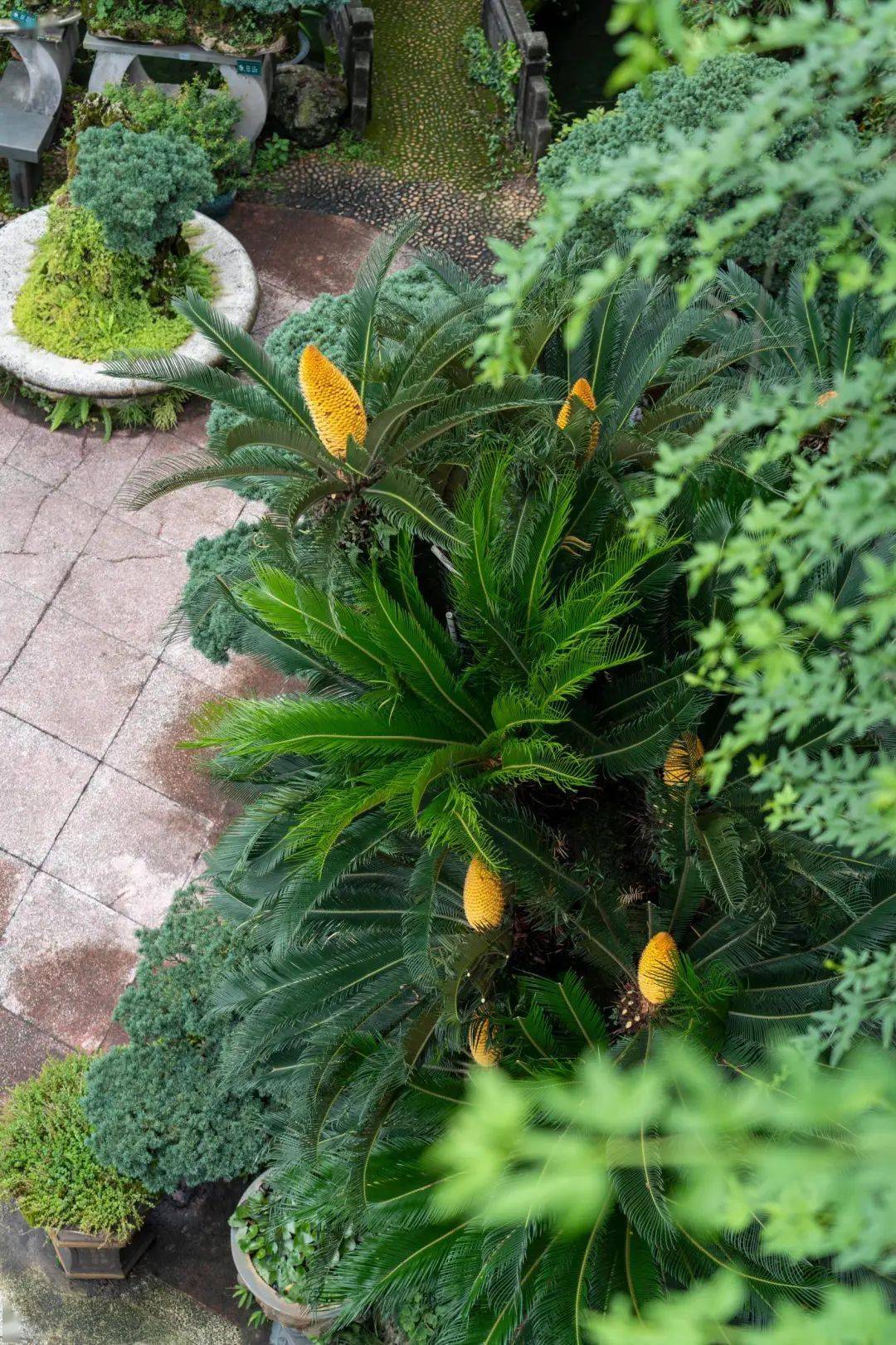 大树菠萝花