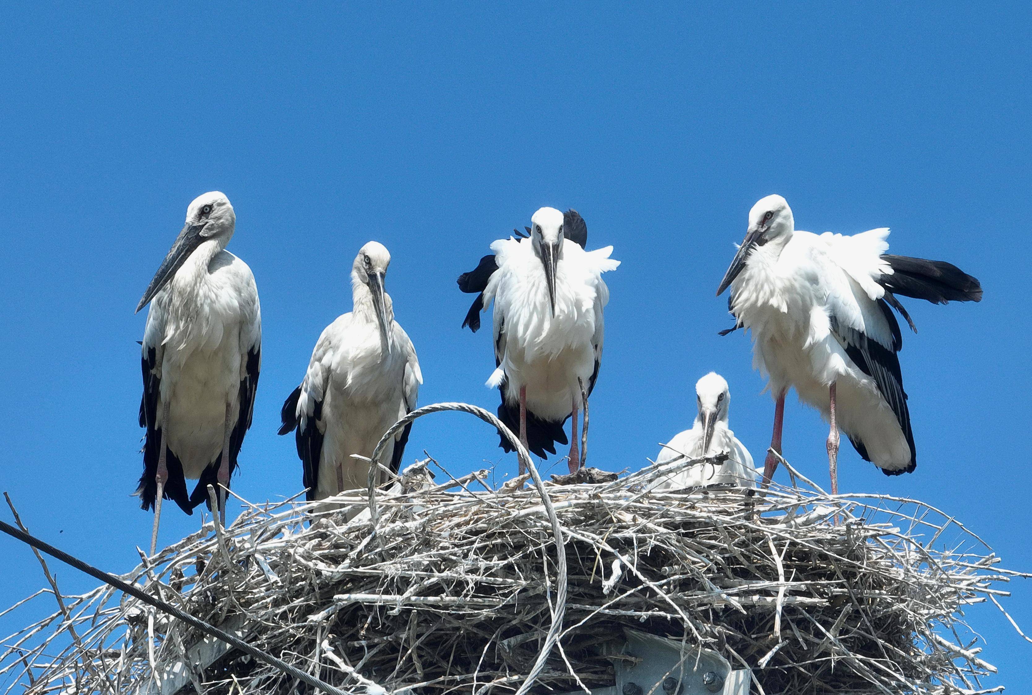 (环境)河北唐山:又到东方白鹳沿海育雏时_杨世尧_新华社_无人机