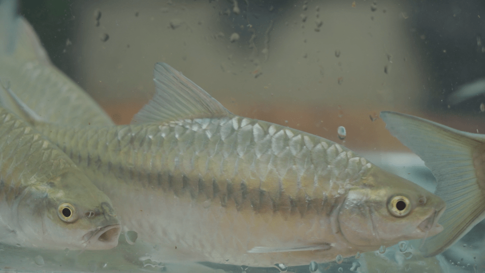 全国首例:德宏人工批量繁育伊洛瓦底江水系异口新光唇鱼_养殖_技术