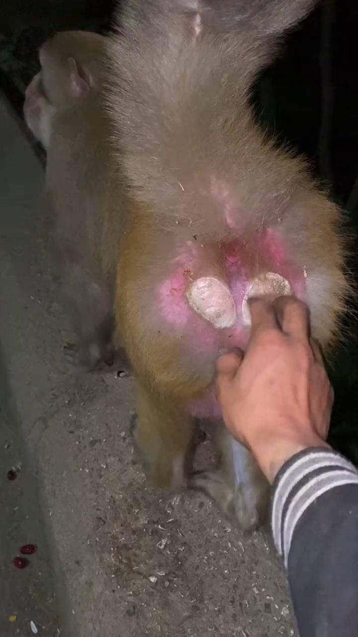 猴子的屁股为什么是红的