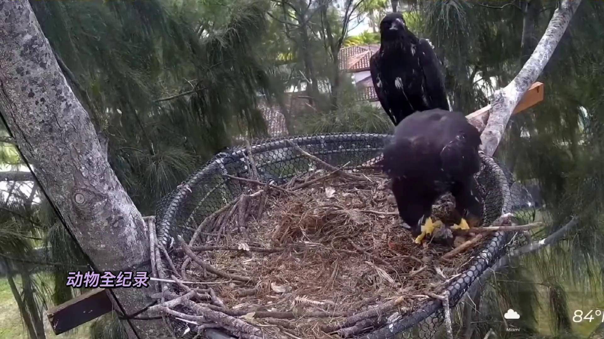 白头海雕育雏 养育幼崽 动物世界 鸟类