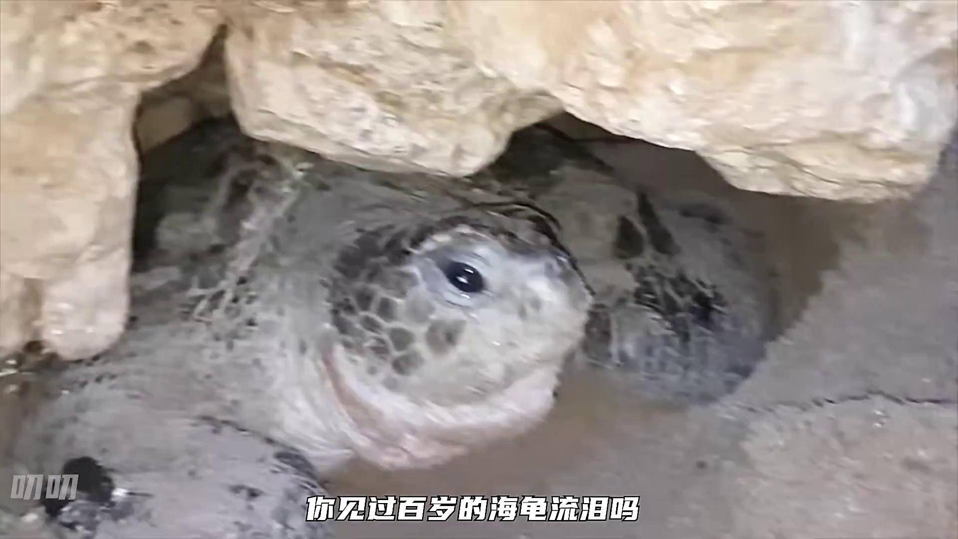 海龟为什么会流泪