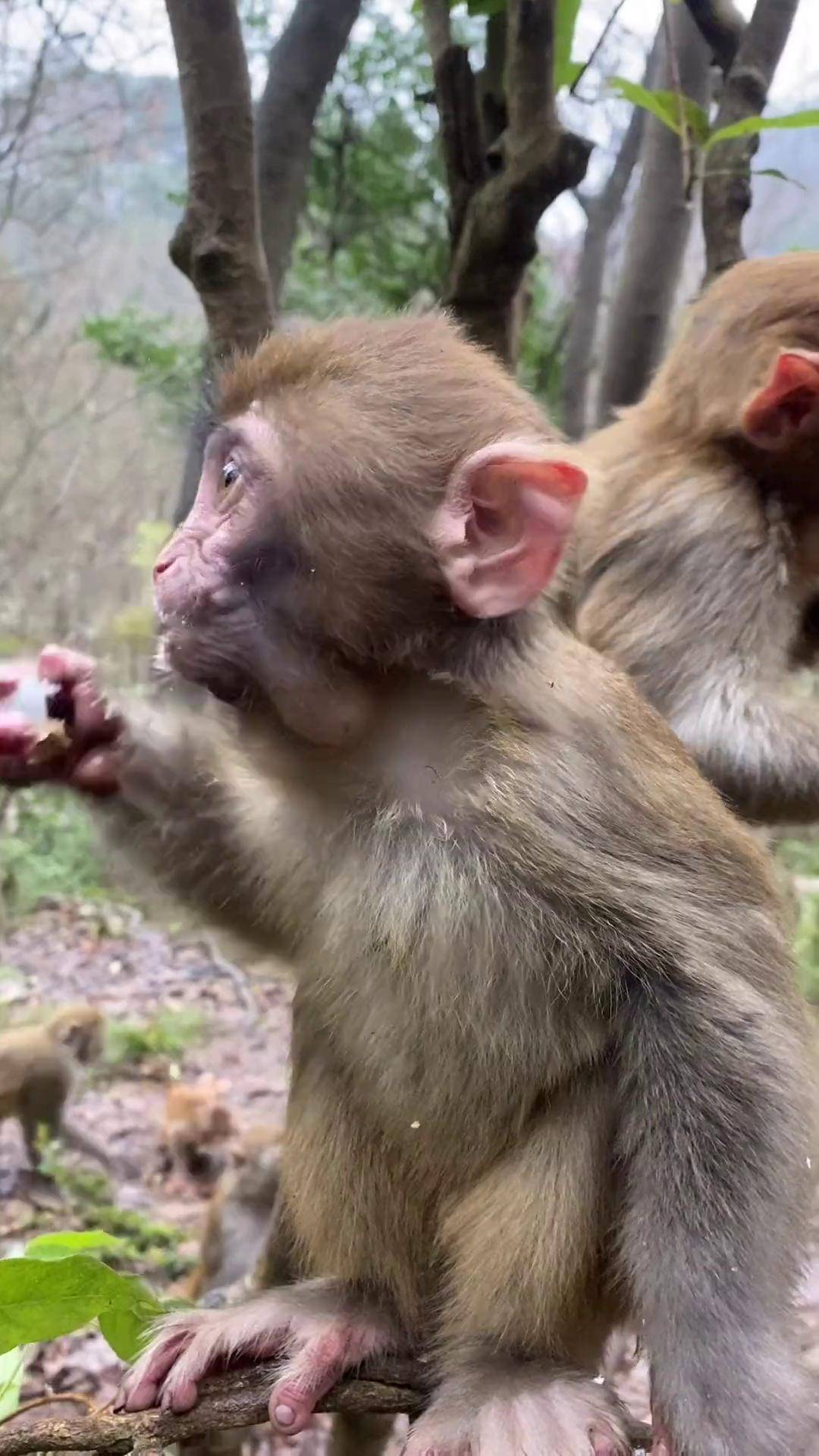 启明小黑娃图片