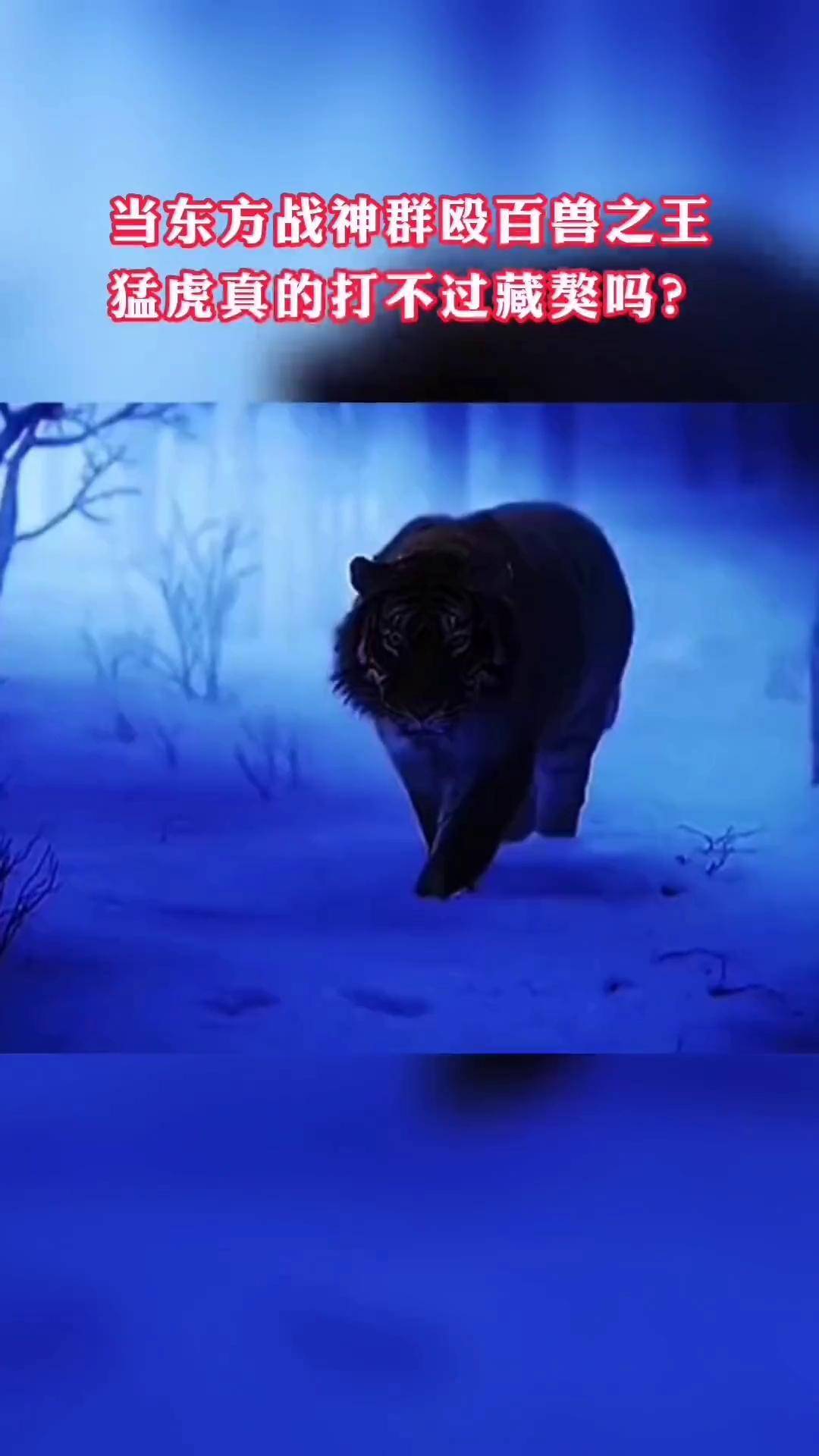 神奇动物在抖音 老虎 藏獒