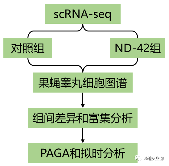 果蝇生殖细胞图片