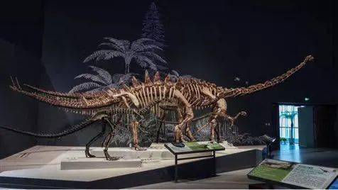 成都理工大学恐龙化石图片