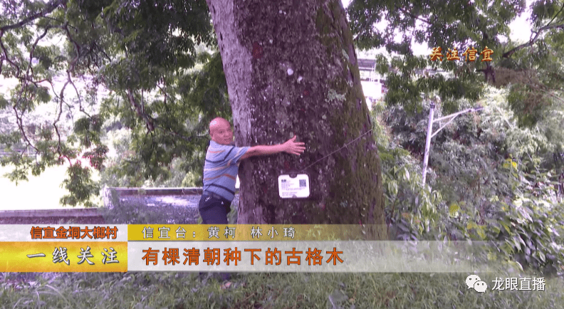 罕见!信宜发现一棵200多年的古树格木!_历史_村民_成长