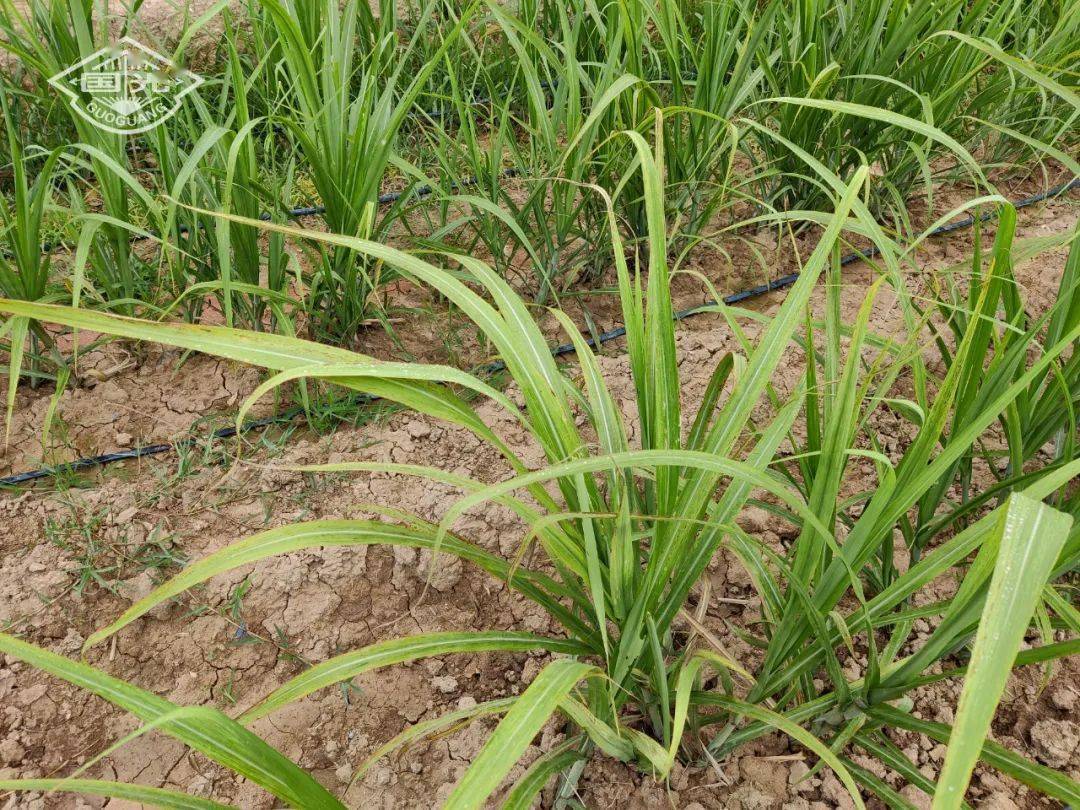 黄皮果蔗拔节前应该做好哪些工作_甘蔗_叶片_国光