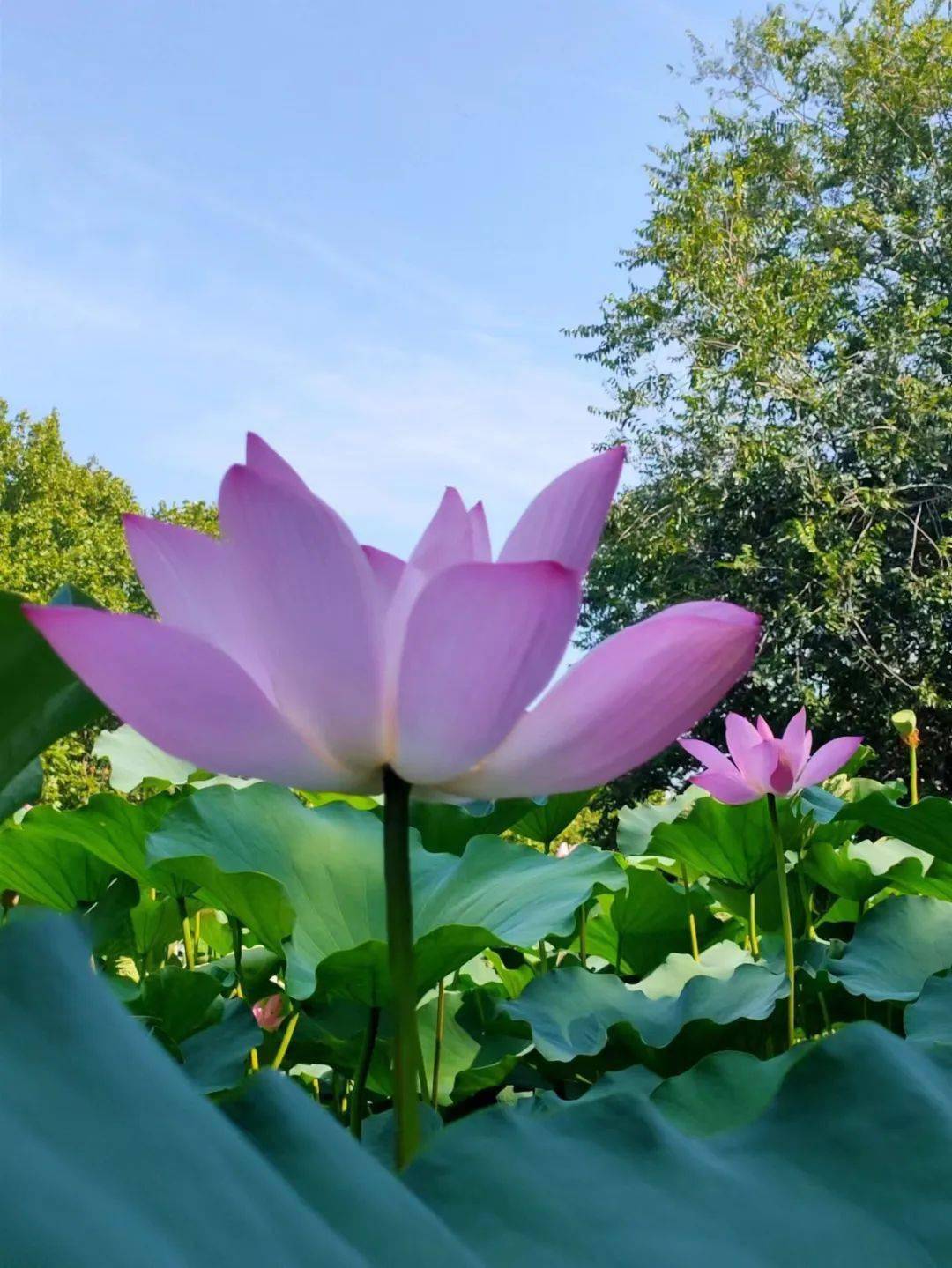 许昌护城河荷花图片图片