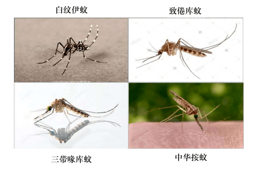 嗡嗡嗡~防蚊指南了解一下_蚊子_积水_传播
