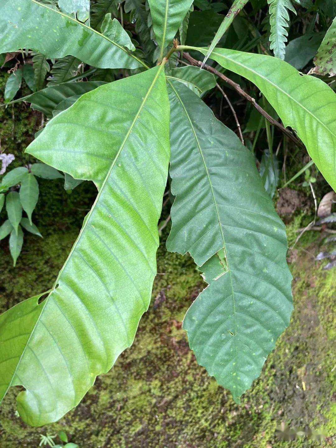 壳斗科锥属31,黧蒴锥 castanopsis fissa荨麻科冷水花属30,厚叶冷水花