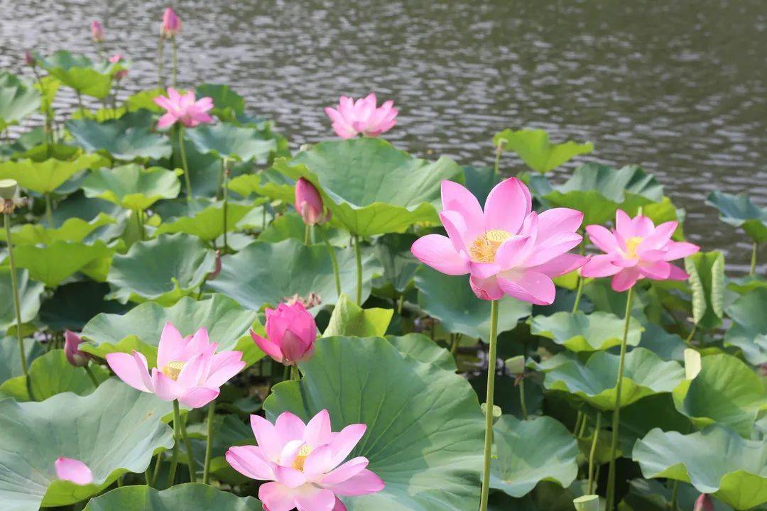 许昌护城河荷花图片图片