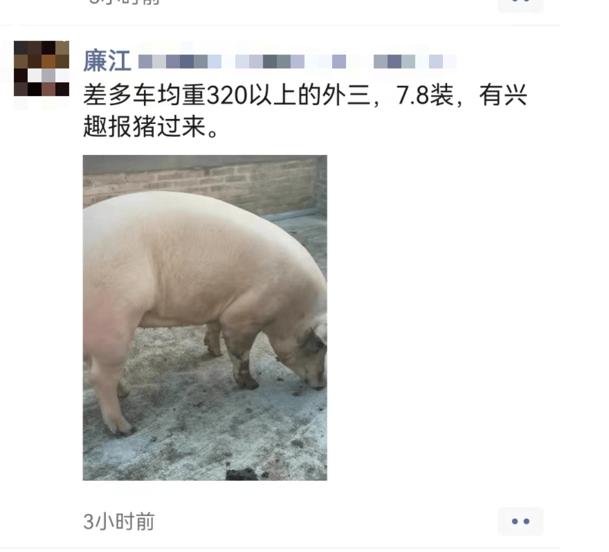 广东大猪7.8，陕西6块，价格混乱_散户_仔猪_大部分