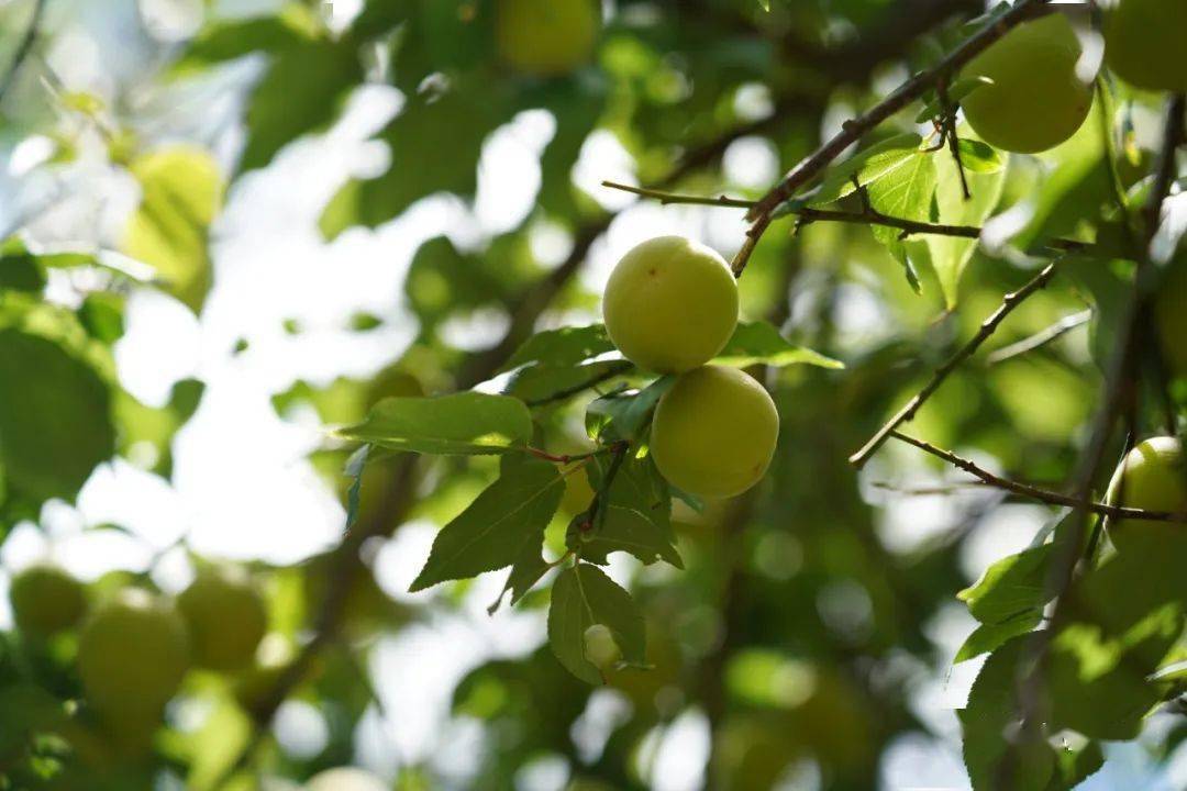 洱源县举行2023年青梅采摘节活动_梅子_种植_仪式