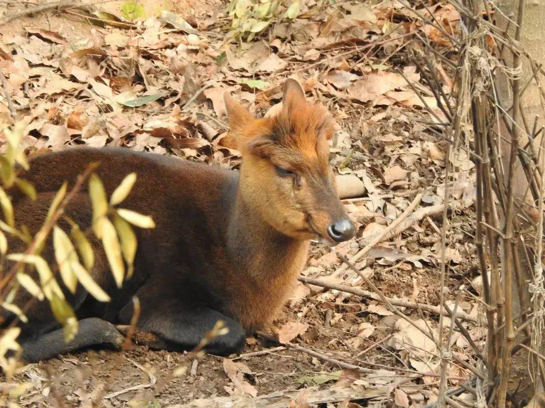 【動物園裡的故事】黑麂