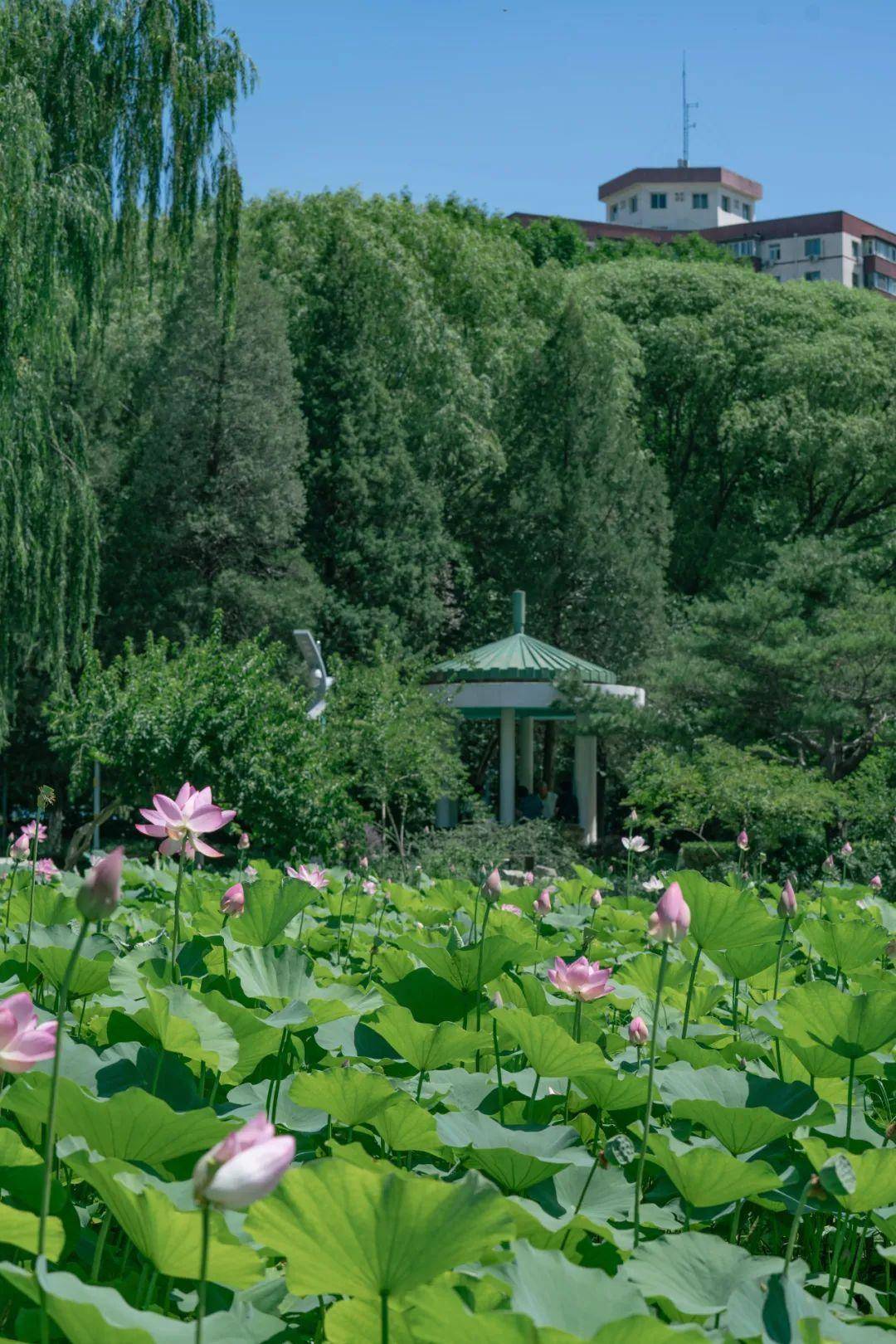 快去家門口看看吧_荷花_公園_八角南路