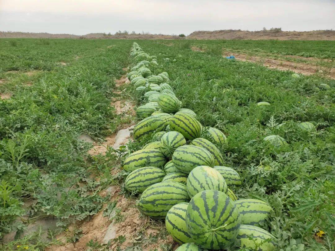 134团"下野地西瓜"丰产 甜到瓜农心坎里_郭玄_种植_销售